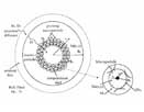 Modeling of particle growth and morphology in the gas phase polymerization of butadiene