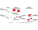 Mechanism for Colloidal Instability in Small RAFT ab Initio Emulsion Polymerization: Superswelling and Coalescence
