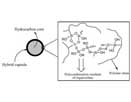 Schematic representation of microstructure in the hybrid capsule