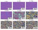 Effect of N,N,N,N-tetraalkyl terephthalamide on the isothermal crystallization of PP