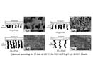 Microstructure and morphology of polymer blends