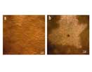Polymer flocculant for water treatment