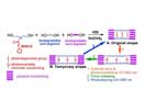 Shape memory polymer