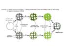 Intelligent (temperature sensitive, pH sensitive) hydrogel